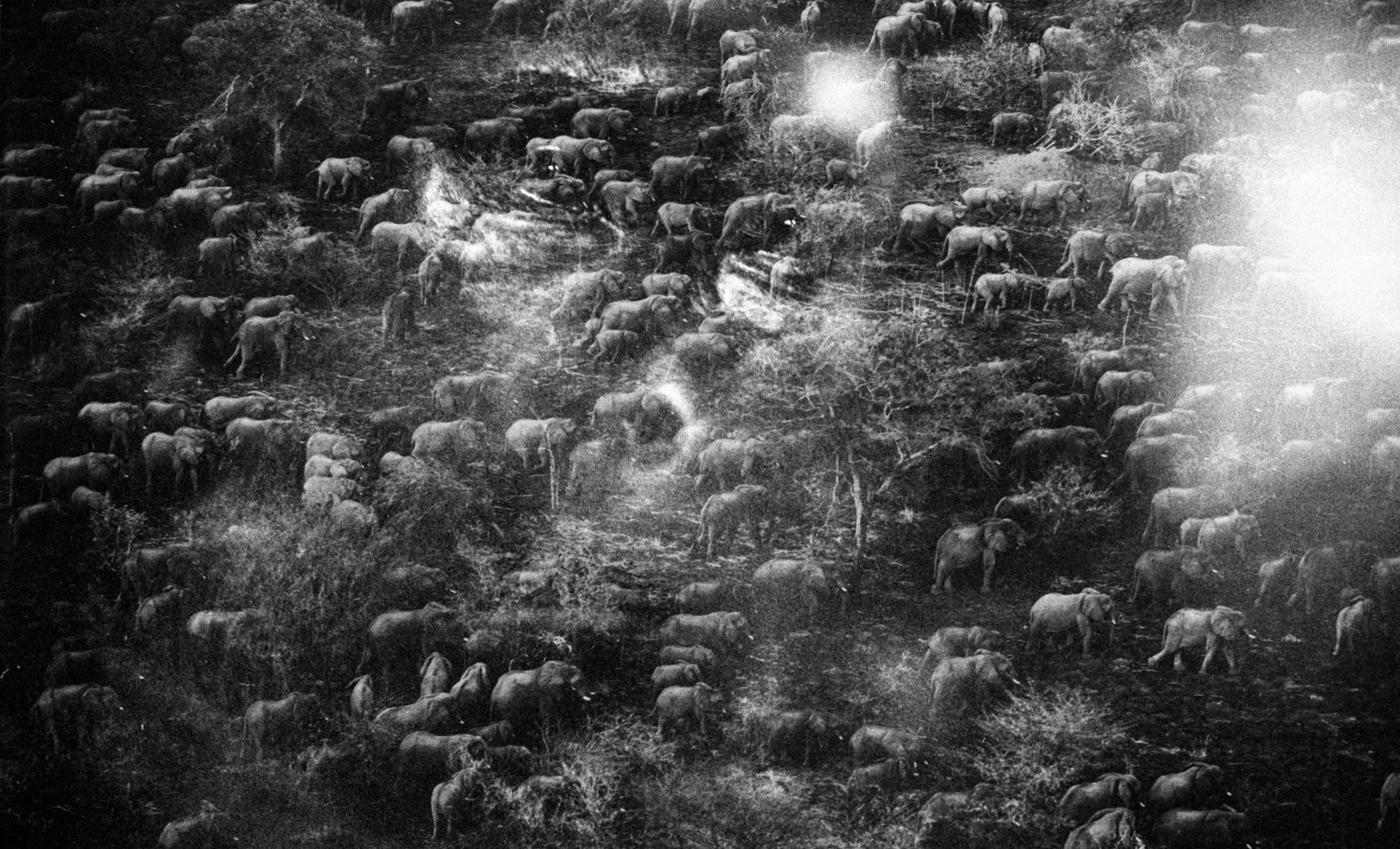 Tame — plate 5 by David Allen
